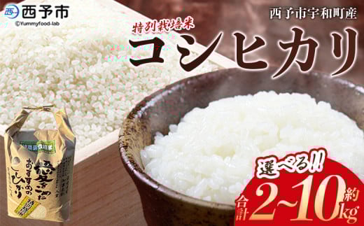 新米＜令和7年産 西予市宇和町産 特別栽培米コシヒカリ 約2/5/10kg＞ お米 コメ こめ 白米 精米 単一原料米 ご飯 白飯 ごはん ライス 穀物 こしひかり コシヒカリ 特産品 愛媛県産 西予市産 宇和町産 三好フク【常温】
