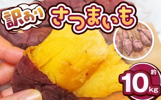 【先行予約】訳あり下野市産さつまいも 10kg  | さつまいも 芋 さつまいもご飯 炊き込みご飯 スイートポテト 大学芋 栗きんとん 秋 さつまいも 秋の味覚 訳あり 大容量 栃木県 下野市 しもつけ市