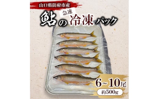 山口県防府市佐波川で獲れる天然鮎　約500g【1584547】