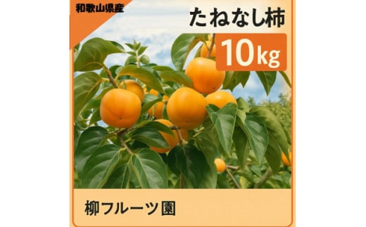 柳フルーツ園 たねなし柿 約10kg　＜2025年秋冬配送＞【1430469】 1300255 - 和歌山県橋本市