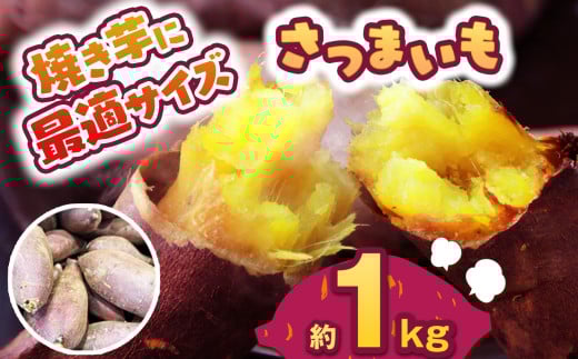 【先行予約】食べやすい焼き芋サイズ 1kg  | さつまいも 芋 さつまいもご飯 炊き込みご飯 スイートポテト 大学芋 栗きんとん 秋 さつまいも 秋の味覚 栃木県 下野市 しもつけ市