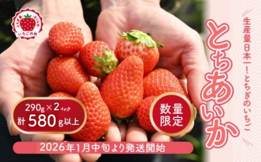 【先行予約】いちご 厳選！さくら市産 とちあいか（290g×2パック） ※2026年1月中旬～3月下旬頃に順次発送予定