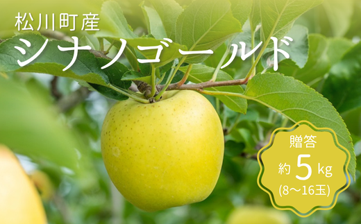 KR12-25A りんご シナノゴールド 贈答 約5kg（8～16玉） / 10月下旬頃～配送予定 // 長野県 南信州 ギフト リンゴ 林檎 黄色りんご 農家直送 農家支援 産地直送 962681 - 長野県松川町