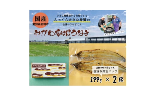 みかわ安城うなぎ　大きな白焼き　2尾【1631472】