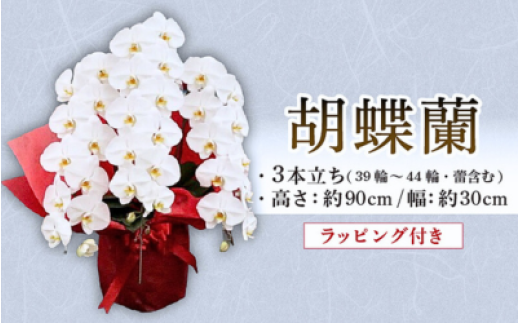 胡蝶蘭 3本立ち ラッピング付き 開花輪30輪以上 花 お花 flower 洋ラン コンパクト 植物 開花輪 生花 大輪胡蝶蘭 蘭 こちょうらん 白色 鉢花 家庭用 鑑賞 インテリア 贈答 記念日 ギフト プレゼント お祝い 祝い 誕生日 還暦 米寿 お歳暮 お中元 贈り物 母の日 開店祝い 豪華 産地直送 ふるさと納税 千葉県 旭市 石毛洋蘭園