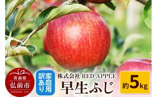 【25年10月発送】りんご【訳あり】家庭用 早生ふじ 約5kg 1052491 - 青森県弘前市