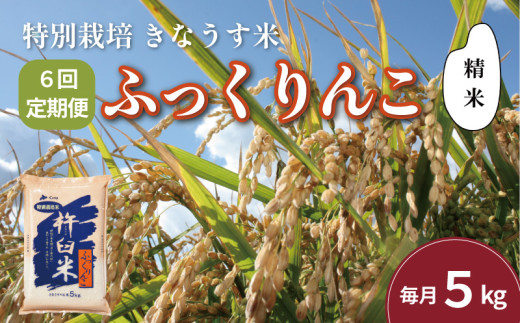 【精米6ヶ月定期便】特別栽培「きなうす米」ふっくりんこ5kg×6回　K007