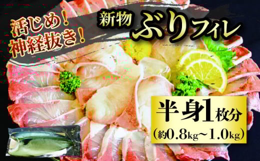 【2025年7月上旬から発送】活じめ！神経抜き！（新物）ぶりフィレ半身1枚（約0.8～1.0㎏）| 鮮魚 刺身 お刺身 お刺し身 魚介 海の幸 冷蔵 ブリ 鰤 ぶり 愛媛県 松山市 1418396 - 愛媛県松山市
