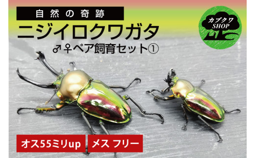 ニジイロクワガタ オスメス ペア飼育セット①【クワガタ クワガタムシ  昆虫 虫 国産 飼育 セット 夏休み 自由研究 鹿嶋市 茨城県】（KBY-9） 2217030 - 茨城県鹿嶋市