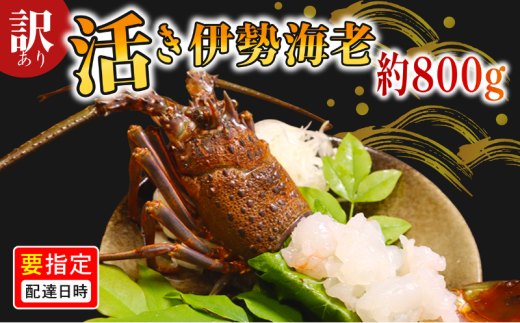 ＼最短7営業日以内発送／ 訳あり 活き伊勢海老 800g 伊勢エビ 海老 活 プリっぷり 生 活き 伊勢えび 九十九里 イセエビ エビ プリプリ ぷりぷり 特選 刺身 生食用 海鮮 新鮮 高級 人気 国産 天然 安全 安心 直送 お祝い ギフト おすすめ 送料無料 冷蔵 ふるさと納税 千葉県 旭市 株式会社 幻屋 mby002