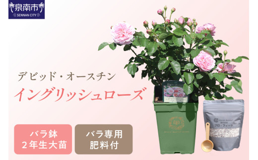 【イングリッシュローズ】 デビッド・オースチン バラ鉢苗 （バラ専用肥料付）【品種指定不可】【選択カラー：ピンク・白系】【025D-003】 1209584 - 大阪府泉南市