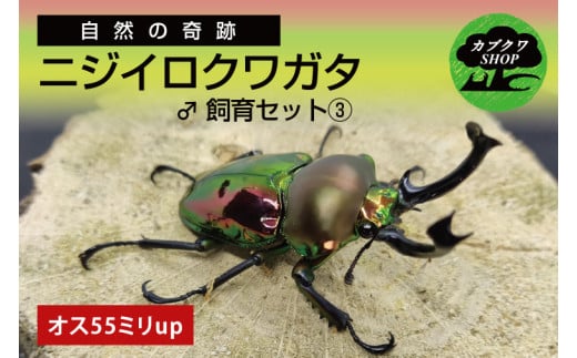 ニジイロクワガタ オス飼育セット③【クワガタ クワガタムシ  昆虫 虫 国産 飼育 セット 夏休み 自由研究 鹿嶋市 茨城県】（KBY-11） 2217032 - 茨城県鹿嶋市