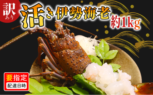 ＼最短7営業日以内発送／ 訳あり 活き伊勢海老 1kg 伊勢エビ 海老 活 プリっぷり 生 活き 伊勢えび 九十九里 イセエビ エビ プリプリ ぷりぷり 特選 刺身 生食用 海鮮 新鮮 高級 人気 国産 天然 安全 安心 直送 お祝い ギフト おすすめ 送料無料 冷蔵 ふるさと納税 千葉県 旭市 株式会社 幻屋 mby003