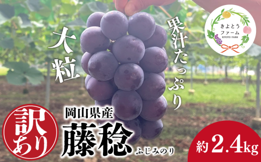 【きよとうファーム】訳あり 種なし ボッケーネ(藤稔) 約2.4kg (岡山県産) /  岡山 真庭 ピオーネ 高級 2.4kg 2025 真庭市 大粒 葡萄 果物 フルーツ 濃厚 人気 数量限定【KF-B090-01】