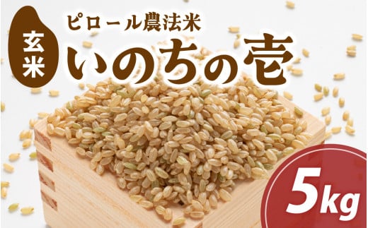 【先行予約】富山県滑川市産　弱アルカリ性米　「ピロール農法米　いのちの壱」玄米5kg【2025年10月中旬より順次発送】 / 産地直送 袋 ブランド米 お米 米 ご飯 ごはん 富山 滑川市 アグリめぐみ農家直送 おこめ