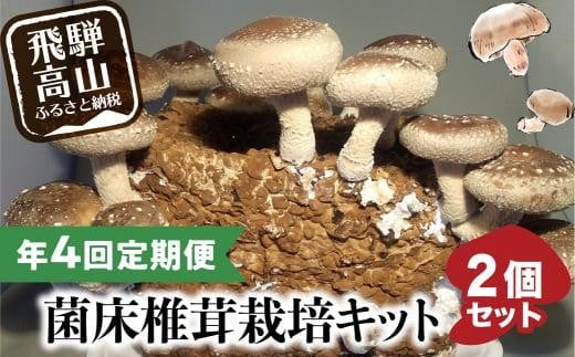 【2026年2月発送開始】 定期便 菌床椎茸栽培キット 2個×全4回（2月・5月・10月・1月に発送）| しいたけ シイタケ 椎茸 栽培キット きのこ 栽培 菌床 しいたけ菌 椎茸菌 栽培ブロック 採れたて とれたて 夏休み 自由研究 園芸 食育 飛騨高山きのこの里 GK101VC02 2161930 - 岐阜県高山市