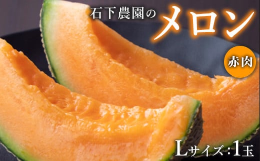 【先行予約】石下農園のメロン 赤肉 Lサイズ 1玉 ｜ 果物 くだもの フルーツ メロン 国産 クインシーメロン 赤肉 赤肉メロン 旬 期間限定 季節限定 夏季限定 産地直送 栃木県 芳賀町※2025年8月上旬～8月中旬頃に順次発送予定※離島への配送不可