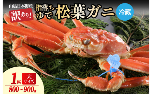 【訳あり！指落ち松葉がに】山陰沖ゆで松葉がに 800ｇ～900ｇ 大サイズ（1月～3月発送）／北畿水産　HK00253