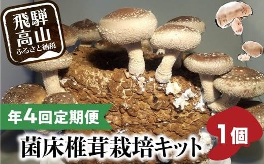 【11月発送開始】 定期便 菌床椎茸栽培キット 1個×全4回（11月・2月・5月・10月に発送）| しいたけ シイタケ 椎茸 栽培キット きのこ 栽培 菌床 しいたけ菌 椎茸菌 栽培ブロック 採れたて とれたて 夏休み 自由研究 園芸 食育 飛騨高山きのこの里 GK100VC11 2161929 - 岐阜県高山市