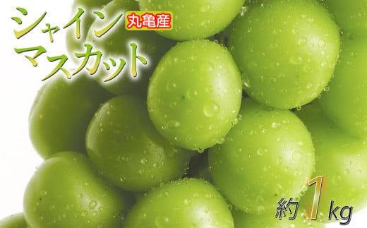 パリッと甘い！ シャインマスカット 約1kg 2房 冷蔵 マスカット ぶどう 葡萄 ブドウ フルーツ 果物 くだもの デザート 果実 美味しい 人気果物 人気フルーツ 旬のフルーツ 旬の果物 瀬戸内 果汁 フルーツ  デザート 果実 青果 甘い 季節 国産 ふるさと納税マスカット ふるさと納税ぶどう 香川県 丸亀市 2164313 - 香川県丸亀市