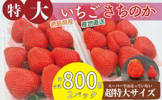 いちご さちのか 大粒 2パック ( 1パック 約400g前後 ) 計約800g前後 ビッグサイズ 特選 朝採れ 産地直送 苺 イチゴ ストロベリー フルーツ 果物 洋菓子 和菓子 スイーツ お菓子 おやつ アイス ケーキ パフェ タルト ゼリー イチゴ ブランド 大粒 フレッシュ ベリー 甘い おいしい 朝摘み 送料無料 徳島 小松島 【2026年1月より順次発送】 2004939 - 徳島県小松島市