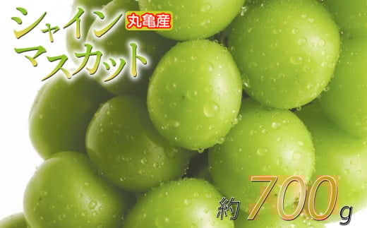 パリッと甘い！ シャインマスカット 約700g 1房 冷蔵 マスカット ぶどう 葡萄 ブドウ フルーツ 果物 くだもの デザート 果実 美味しい 人気果物 人気フルーツ 旬のフルーツ 旬の果物 瀬戸内 果汁 フルーツ  デザート 果実 青果 甘い 季節 国産 ふるさと納税マスカット ふるさと納税ぶどう 香川県 丸亀市 2164312 - 香川県丸亀市