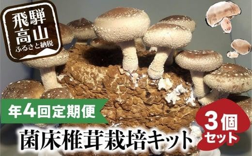 [発送開始月が選べる] 定期便 菌床椎茸栽培キット 3個 ×全4回(11月開始/2月開始)| しいたけ シイタケ 椎茸 栽培キット きのこ 栽培 菌床 しいたけ菌 椎茸菌 栽培ブロック 採れたて とれたて 夏休み 自由研究 園芸 食育 飛騨高山きのこの里 GK102VP