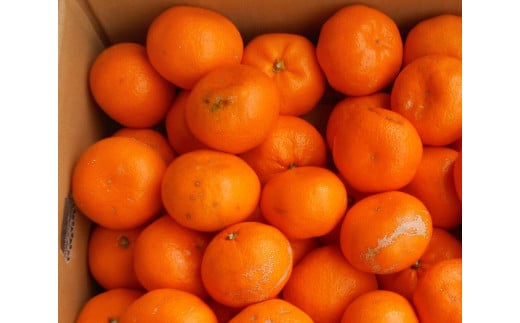 紀州有田みかん 約5kg 2S～2Lいずれか ご家庭用 キズアリ