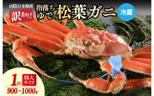 【訳あり！指落ち松葉がに】山陰沖ゆで松葉がに 900ｇ～1ｋｇ 特大サイズ（1月～3月発送）／北畿水産　HK00254