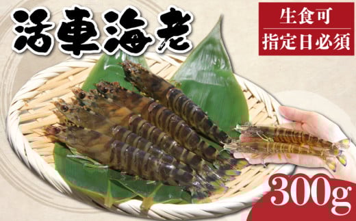 先行予約 活車海老 300g 指定日必須 