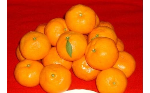 紀州有田みかん 約10kg 2Lサイズ(大玉) ［SL44］