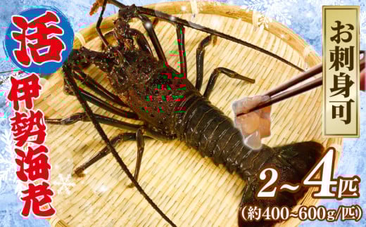 [9月以降順次発送] 伊勢海老 活伊勢海老 選べる 2匹 ( 400〜600g ) / 4匹 ( 400〜600g ) お刺身 海老 エビ 刺し身 刺身 エビマヨ 味噌汁 天ぷら 天丼 鬼瓦焼き 甘み 旨味 氷締め 流水解凍 冷蔵 冷蔵配送 プレゼント ギフト 家庭用 千葉県 旭市 治吉水産 hys
