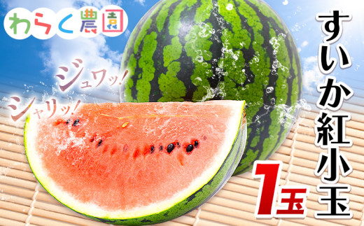 すいか 紅小玉 1玉 わらく農園《2026年7月上旬-2026年7月下旬頃出荷》熊本県 津奈木町 青果物 すいか 西瓜 スイカ 果物 フルーツ