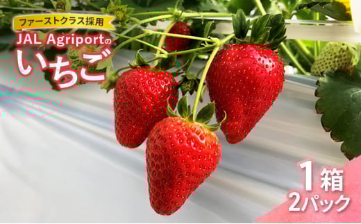[№5904-0670]【先行予約】JALの直営農園からお届け ファーストクラス採用の「JAL Agriportのいちご」1箱 2パック いちごイチゴ 朝採り ファーストクラス 機内食 成田市 千葉県