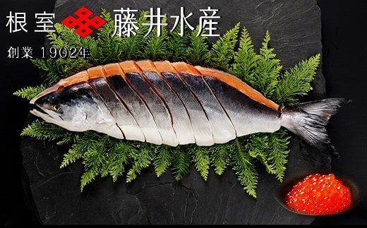 F-42013 【北海道根室産】時しらず鮭1.5kg×1P・いくら醤油漬け90g×1P 2161991 - 北海道根室市