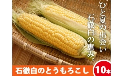 先行予約《数量限定・期間限定》いとしろトウモロコシ 10本 1箱/ (お届け日 2025.8/19~8/22)とうもろこし 大粒 甘い おいしい ほしつぶ コーン 野菜 やさい 旬 夏 BBQ 焼肉 10000円 1万円 [G0001-25b] 