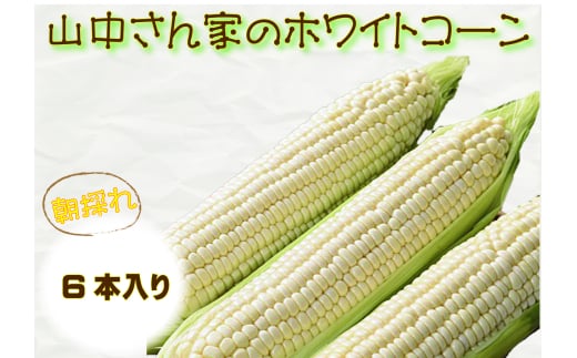 【期間限定】≪数量限定≫ 山中さんの朝採れ　ホワイトコーン 2162727 - 高知県越知町