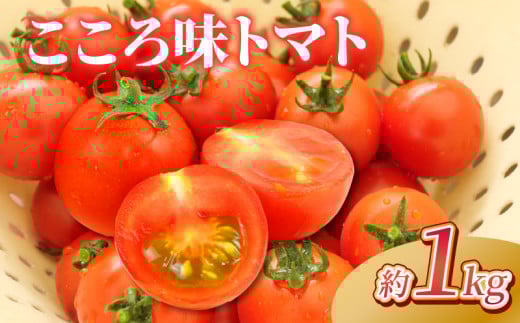 野菜 プチトマト 1kg こころ味トマト ミニ ミニトマト 新鮮 摘みたて 就労支援 こころみファーム　こころ味トマト 産地直送 静岡県 沼津市