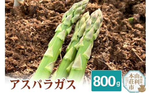 《先行受付》7月上旬～8月下旬発送 アスパラガス 800g 830983 - 秋田県由利本荘市