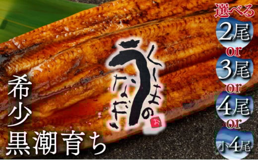 KU469 【数量限定】くしまの黒潮うなぎ蒲焼２～４尾（合計400g～800g前後）【大田商店】