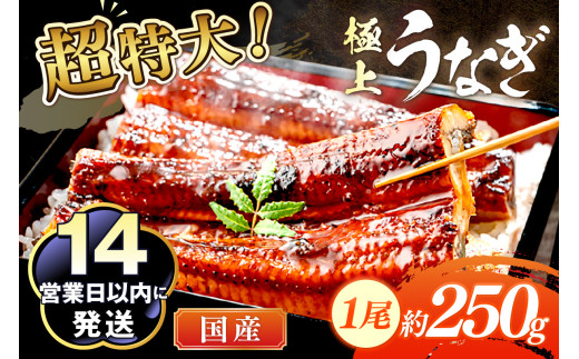 超特大！極上！国産うなぎ蒲焼 1尾 250g前後　YK00400