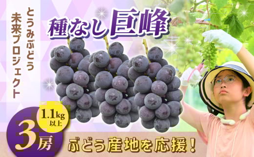 ぶどうの産地を応援！！とうみ未来ブドウプロジェクトと子どもたちが送る　種なし巨峰 3房（1.1kg以上）【秋お届け】｜長野県  人気 ぶどう 贈答用 ギフト フルーツ 果物 おすすめ 厳選 種無し 大粒