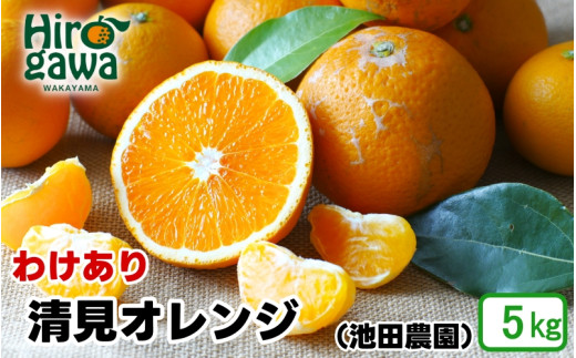 清見 オレンジ 家庭用 5kg+250g（痛み補償分） 光センサー / 訳あり 清見オレンジ 清見タンゴール きよみ 清美 甘い 和歌山 柑橘 ※2月上旬～6月上旬に順次発送 ※北海道・沖縄・離島への配送不可 【ikd011-c-5】 1530565 - 和歌山県広川町