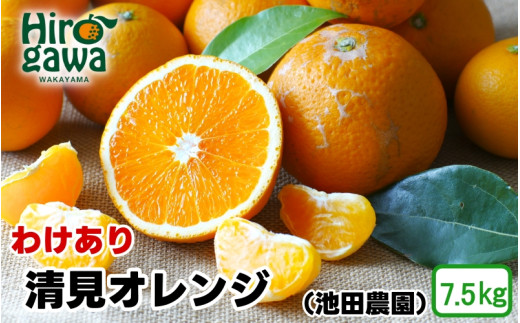清見 オレンジ 家庭用 7.5kg+250g（痛み補償分） 光センサー / 訳あり 清見オレンジ 清見タンゴール きよみ 清美 甘い 和歌山 柑橘 ※2月上旬～6月上旬に順次発送 ※北海道・沖縄・離島への配送不可 【ikd011-c-7d5B】 1980140 - 和歌山県広川町