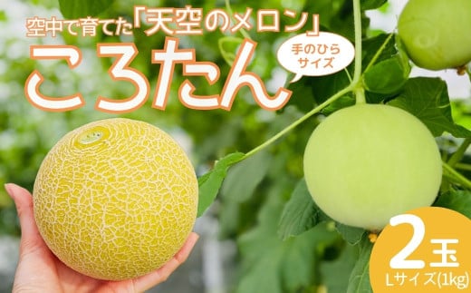 ［先行受付］美土里農園の高糖度メロン ころたん 2玉（1kg×2個）| メロン ころたん めろん コロタン フルーツ 果物 ギフト 贈り物 食べきりサイズ 美土里農園 栃木県 茂木町　 2164375 - 栃木県茂木町