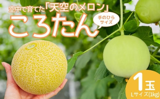 ［先行受付］美土里農園の高糖度メロン ころたん 1玉（1kg×1個）| メロン ころたん めろん コロタン フルーツ 果物 ギフト 贈り物 食べきりサイズ 美土里農園 栃木県 茂木町