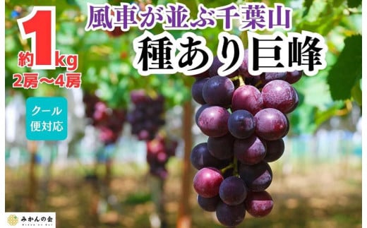 ぶどう 巨峰 種あり 1kg 2～4房 和歌山県産 クール便対応 【みかんの会】