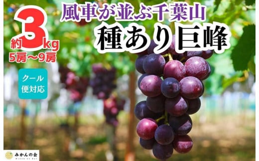 ぶどう 巨峰 種あり 3kg 5～9房 和歌山県産 クール便対応 【みかんの会】