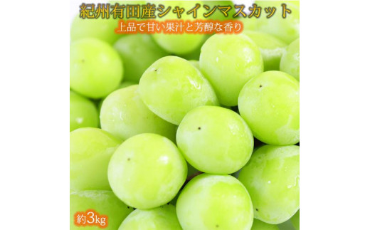 紀州有田産シャインマスカット　約3kg【先行予約】【2025年8月下旬以降発送予定】