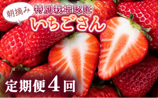 【先行予約】数量限定！佐賀県人気No.1苺”いちごさん”  4回定期便 （1回 235g×4p 約1kg）